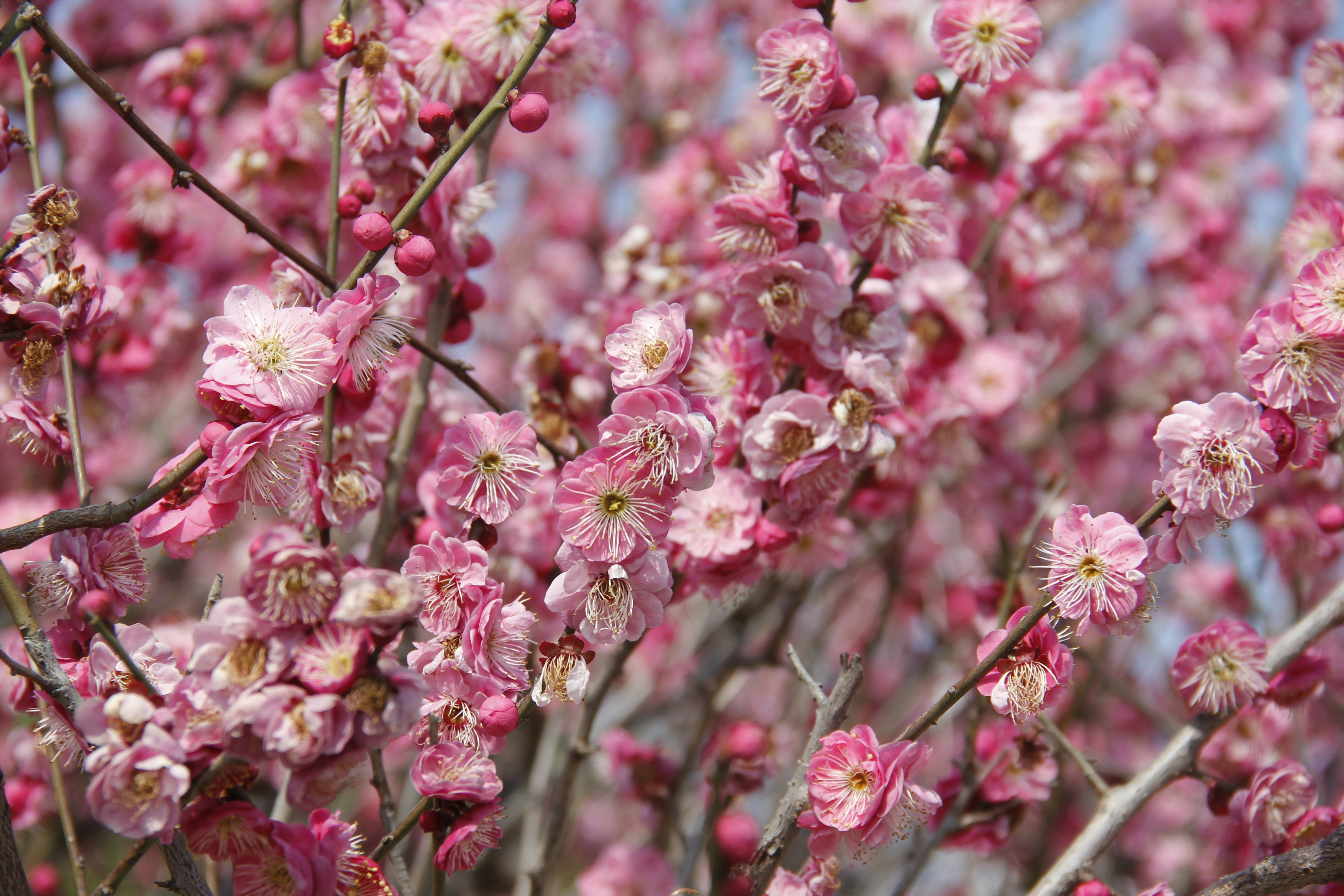 Photo by uttam_kumar