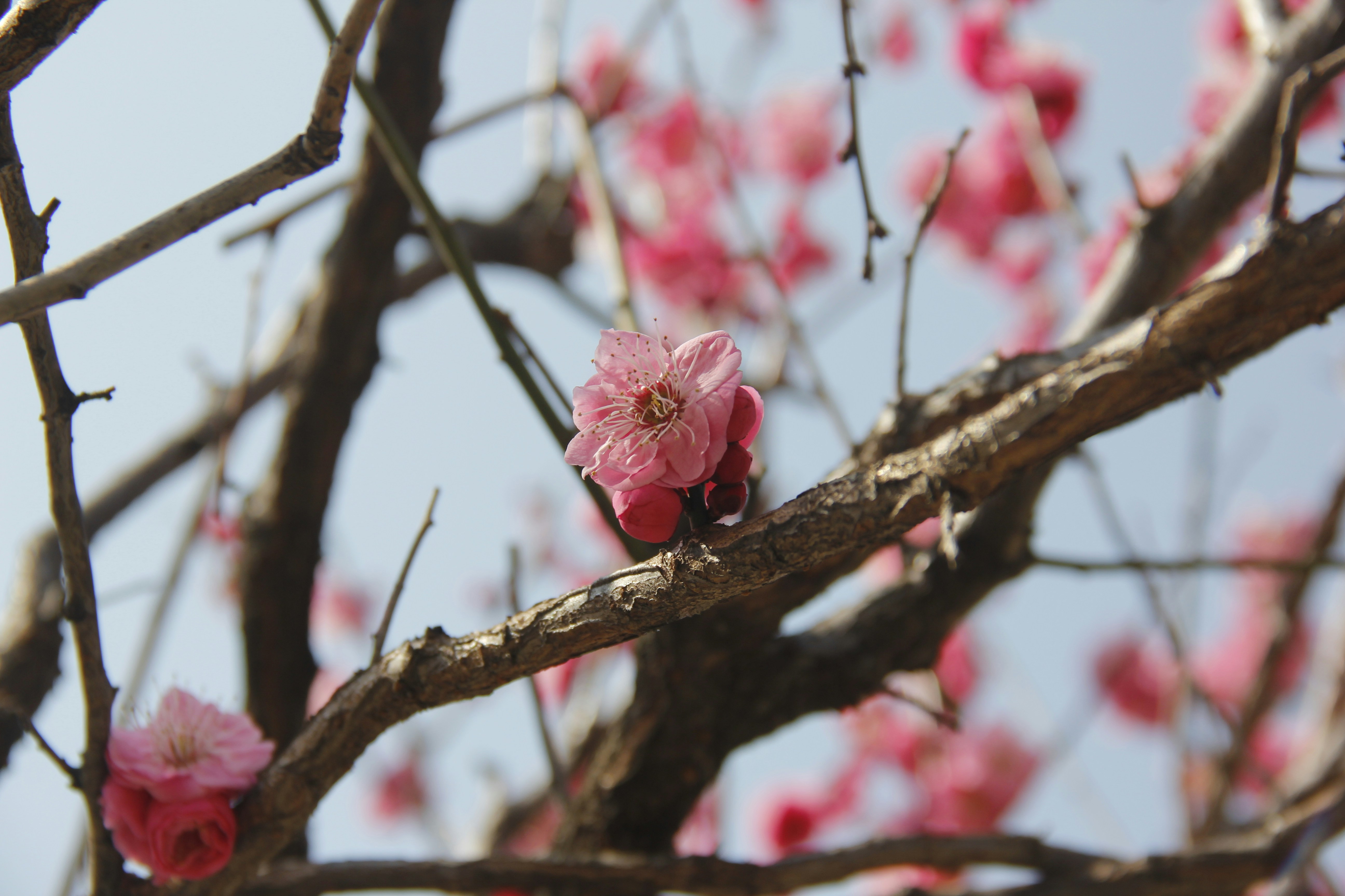 Photo by uttam_kumar