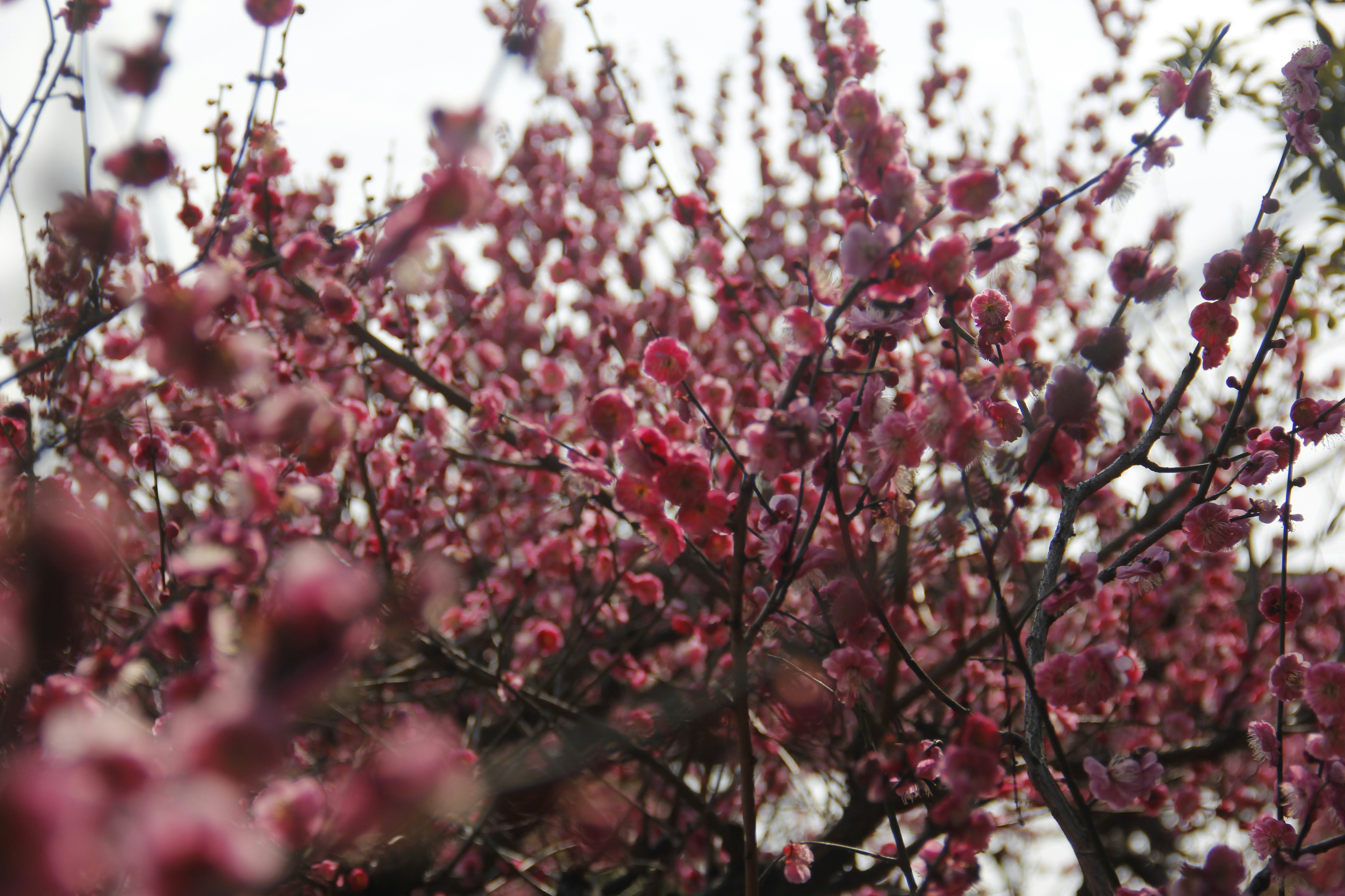 Photo by uttam_kumar