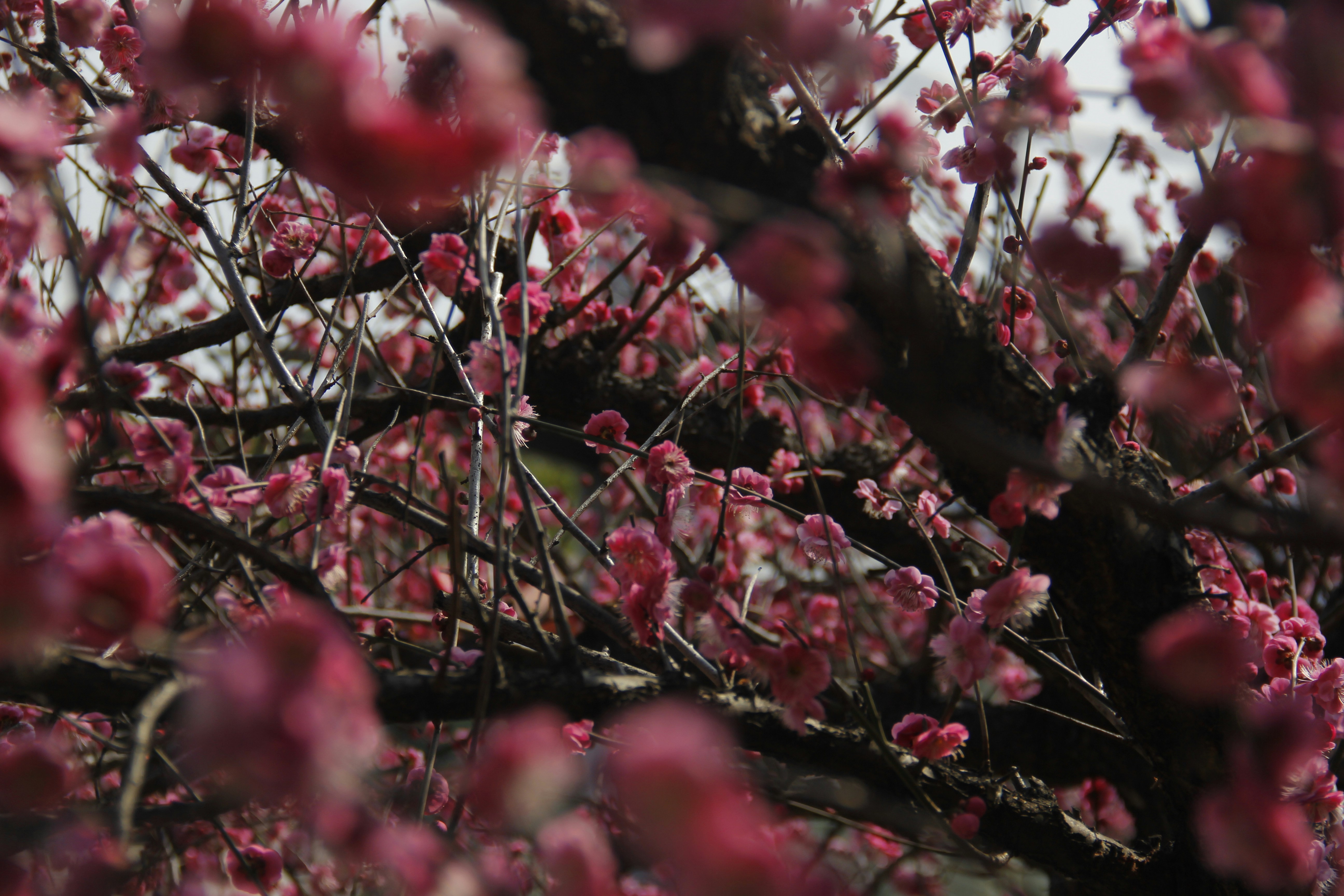 Photo by uttam_kumar