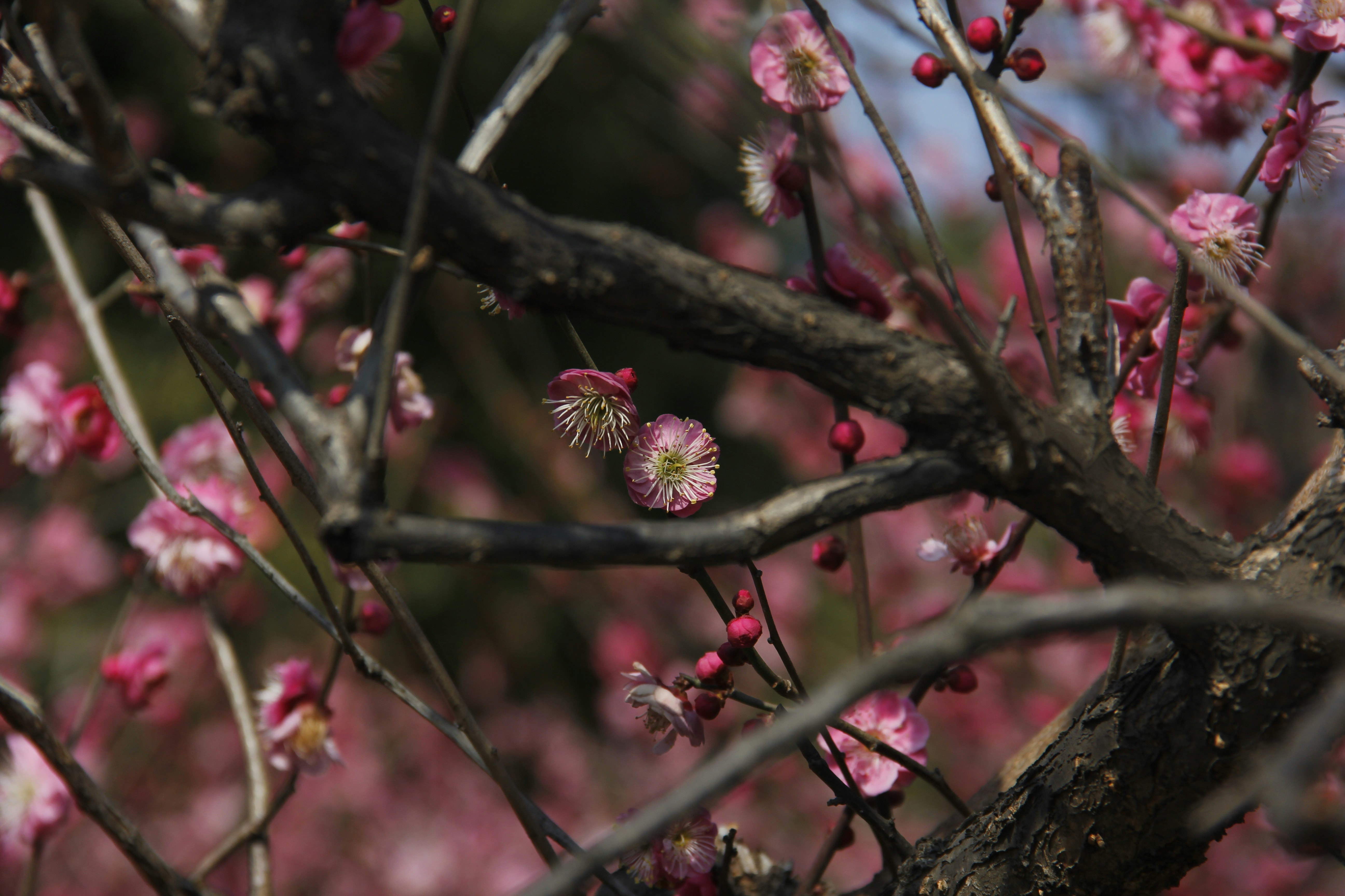 Photo by uttam_kumar