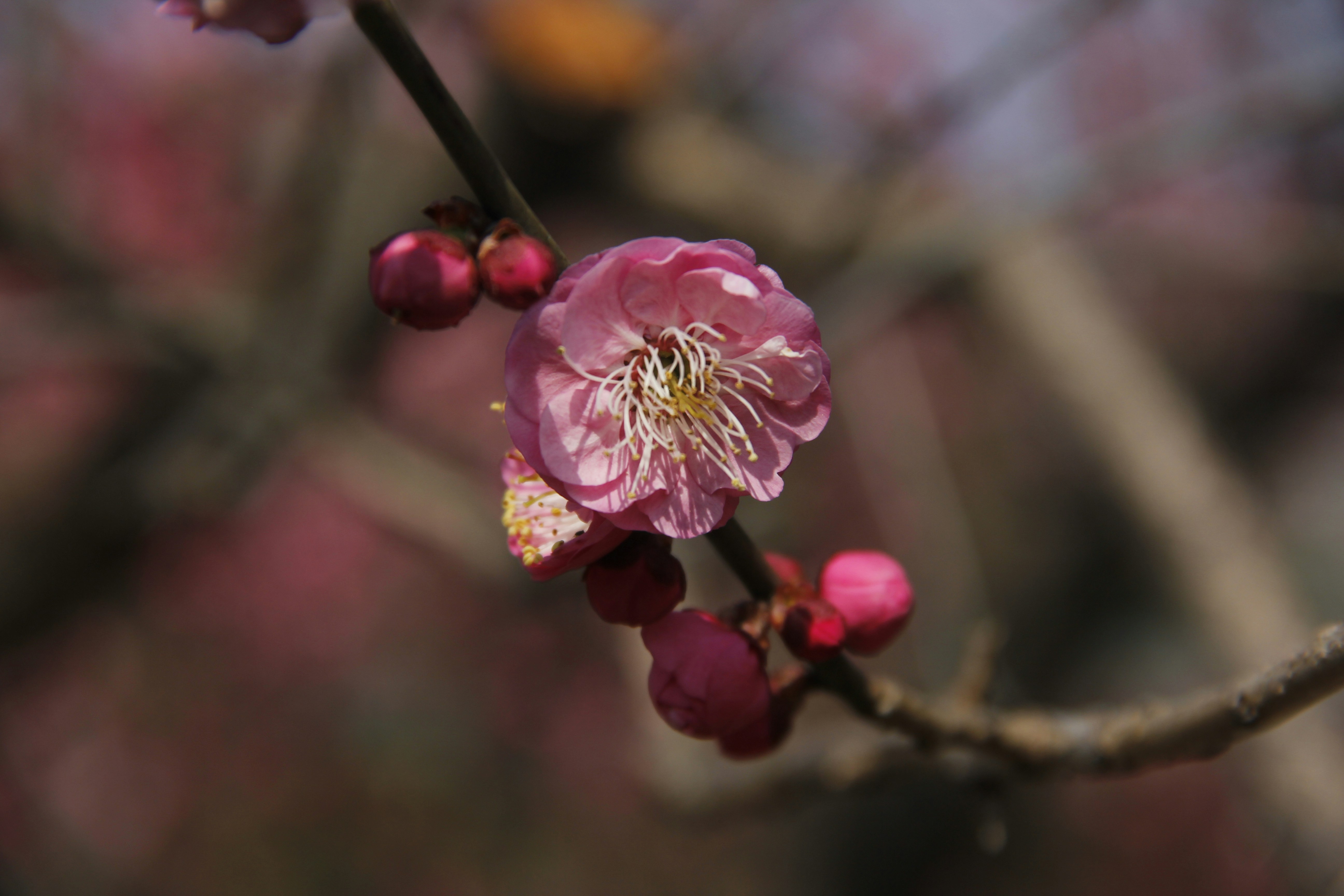 Photo by uttam_kumar