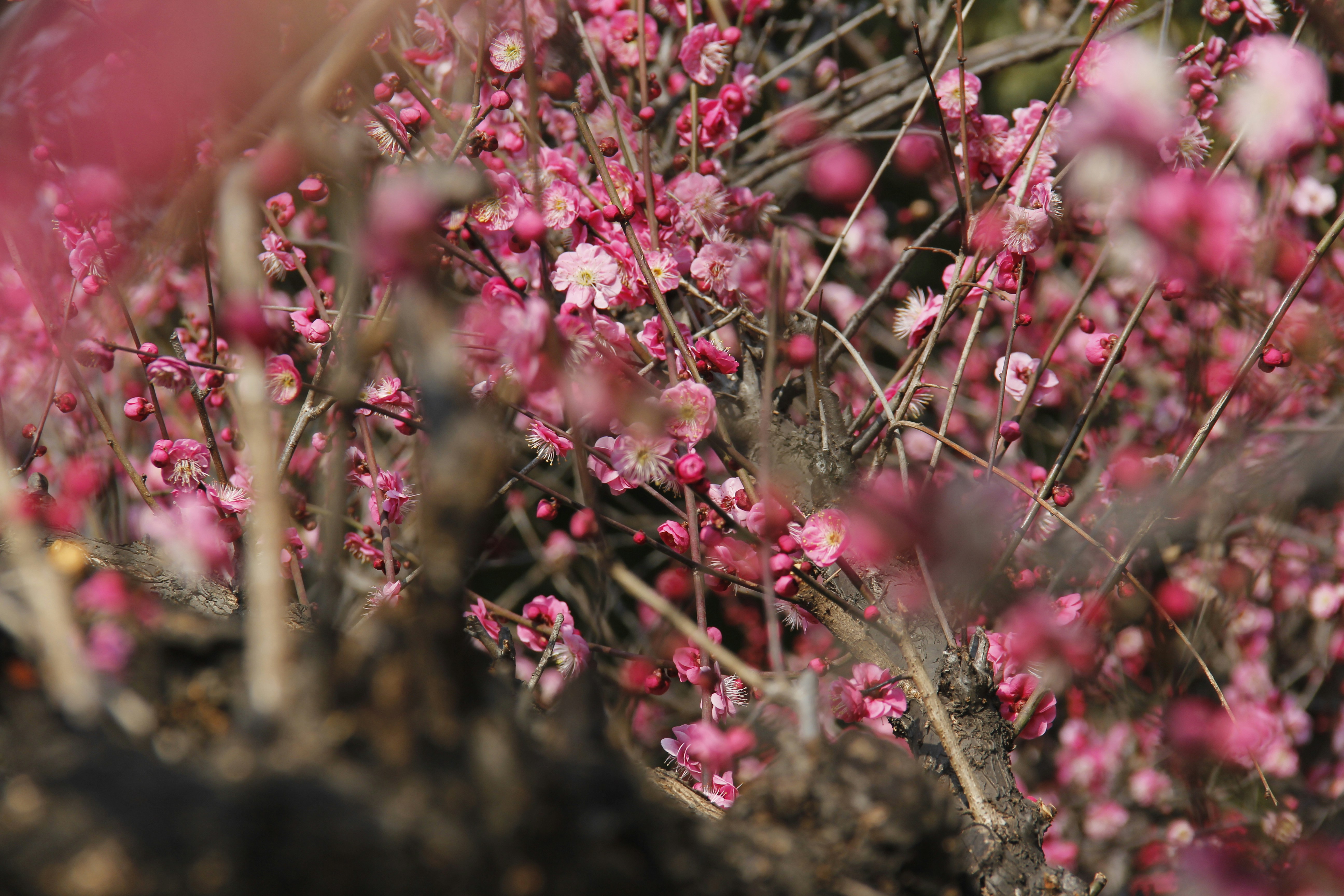 Photo by uttam_kumar