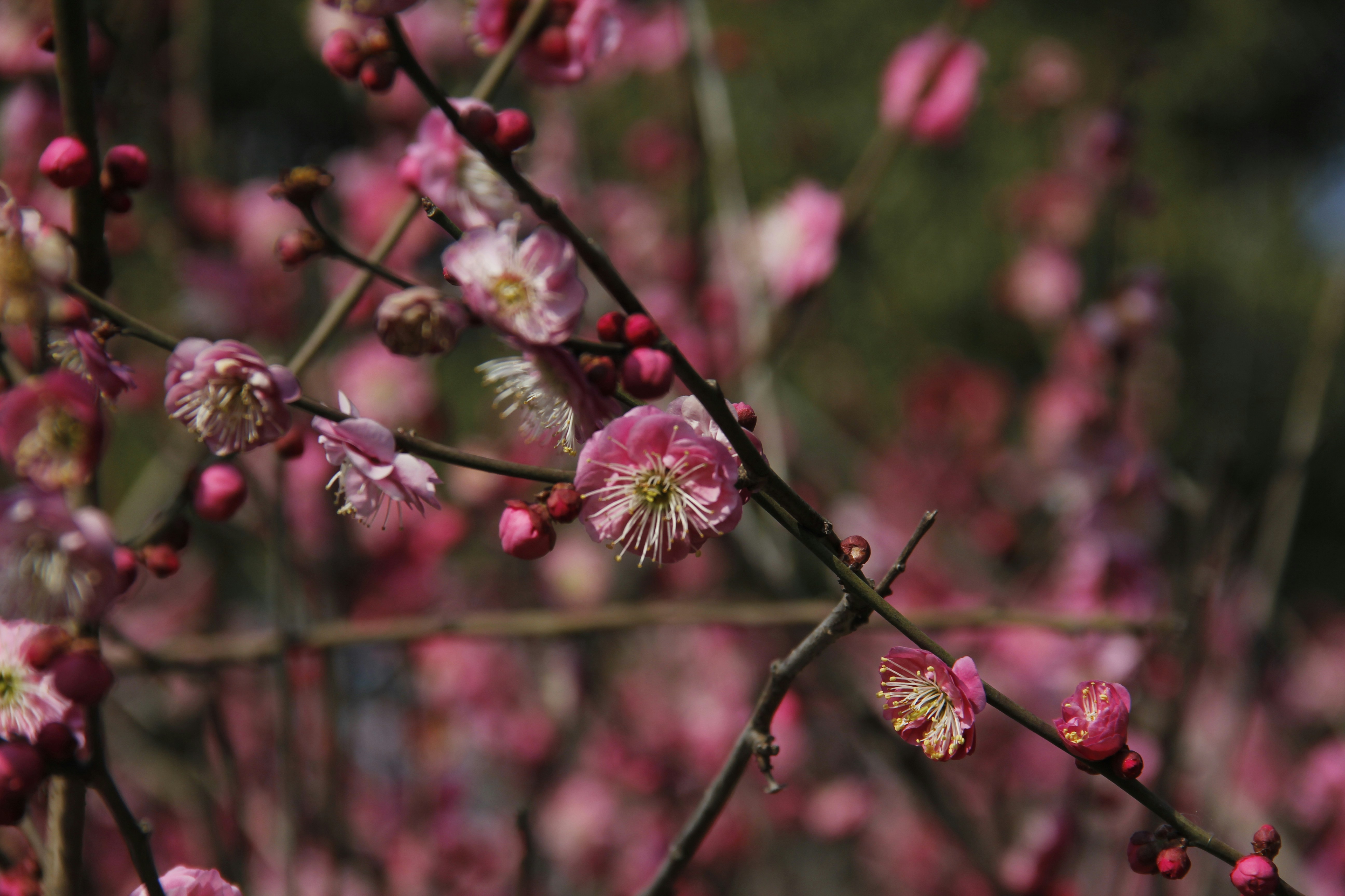 Photo by uttam_kumar