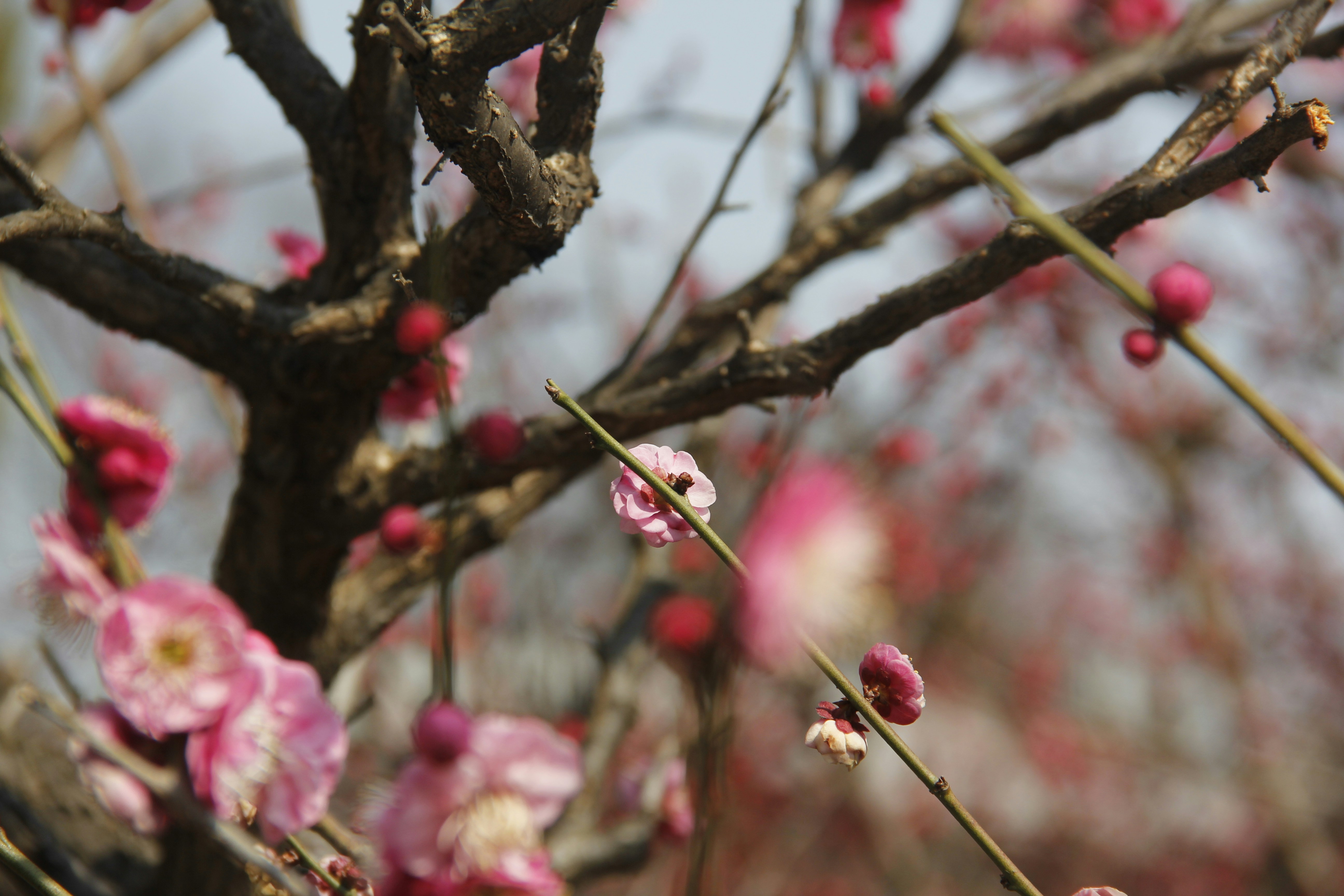 Photo by uttam_kumar