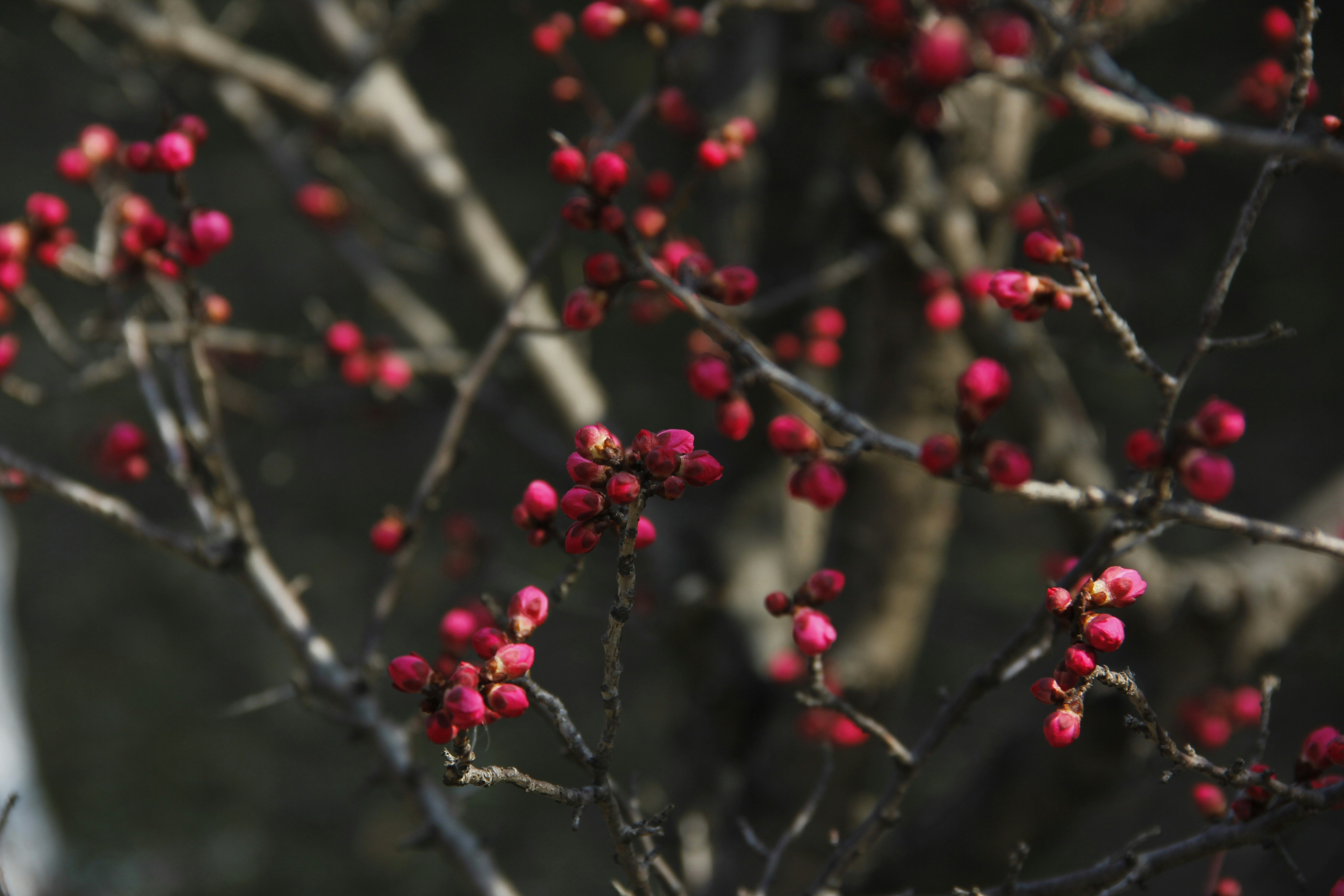 Photo by uttam_kumar