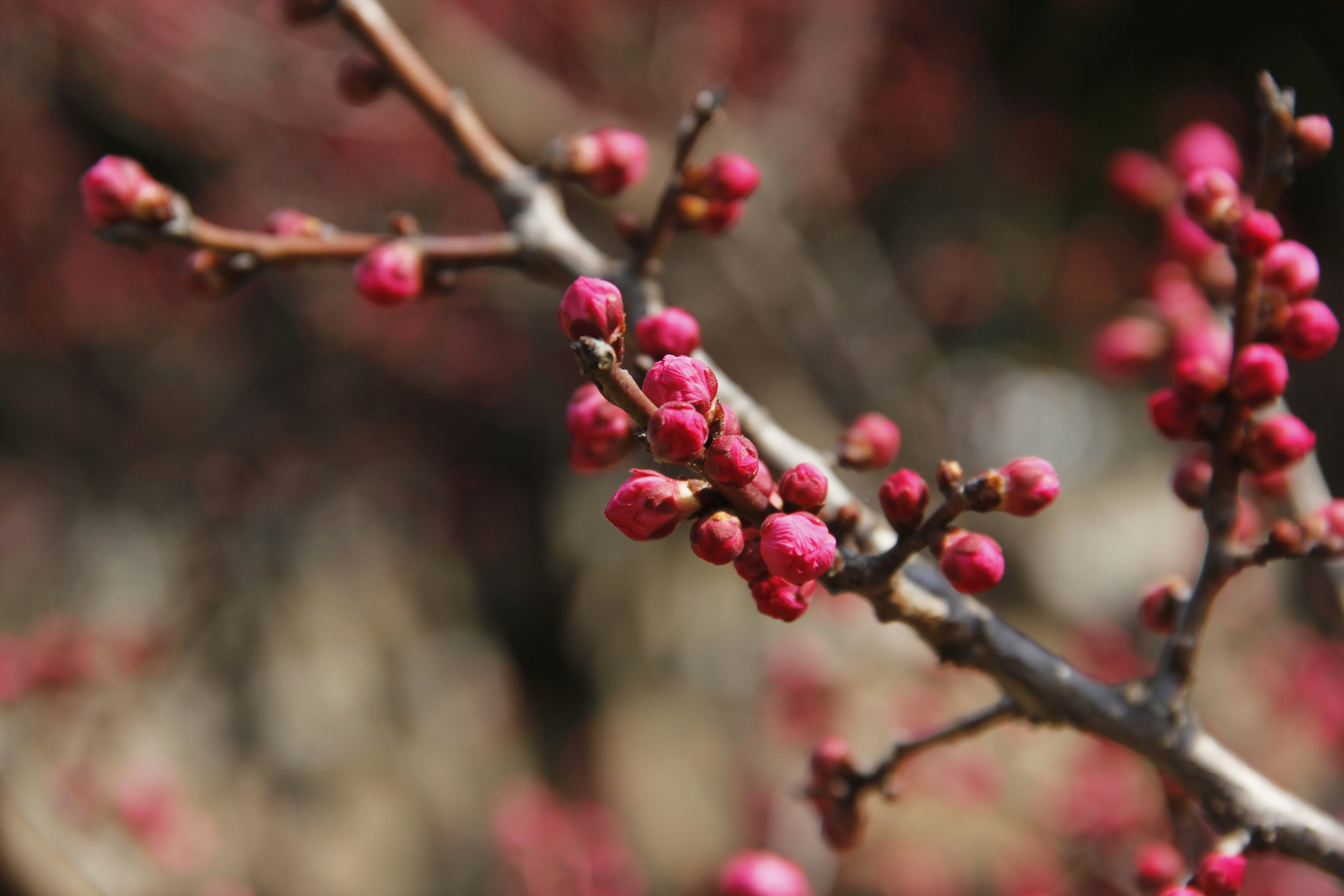 Photo by uttam_kumar