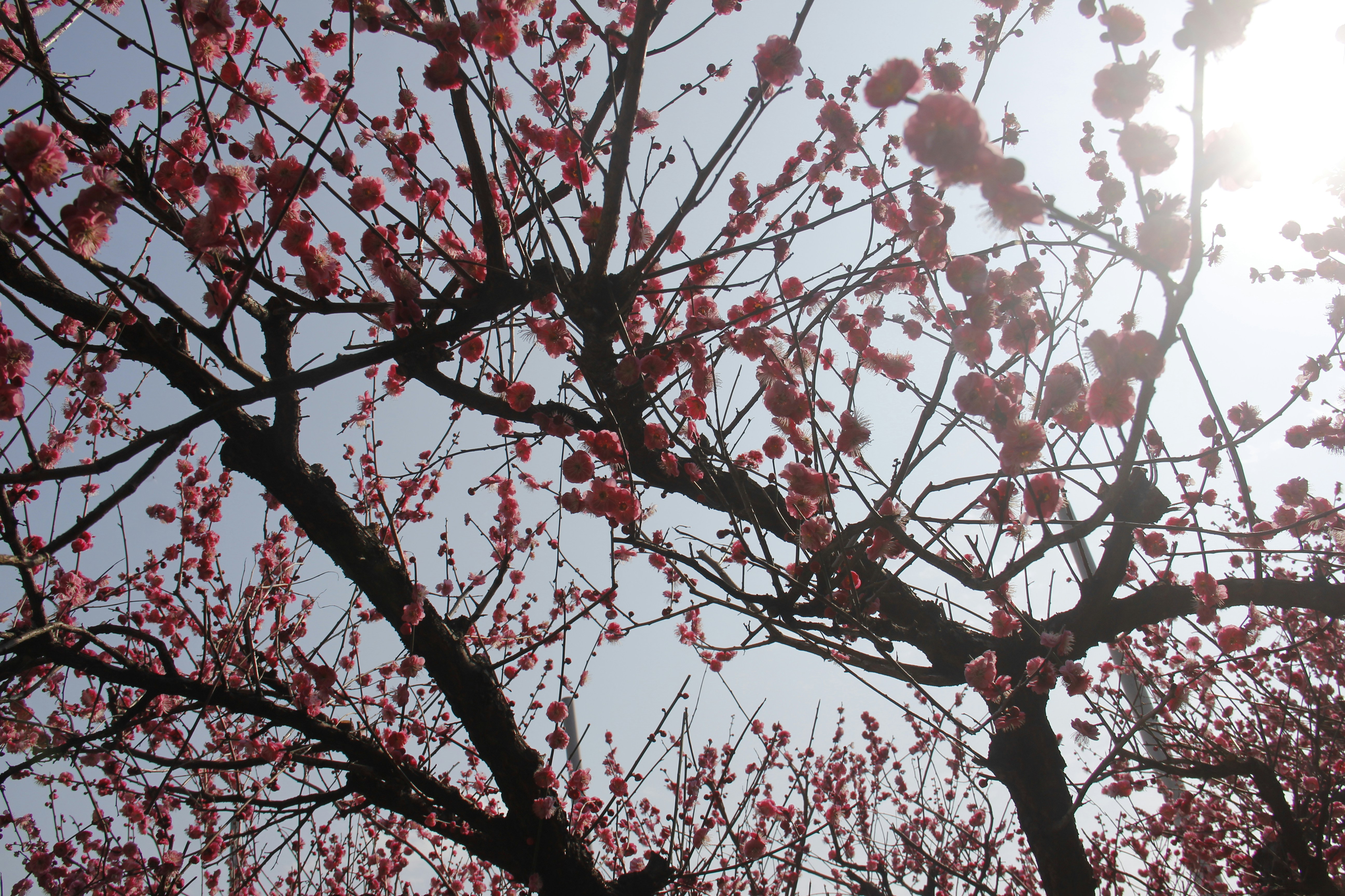 Photo by uttam_kumar