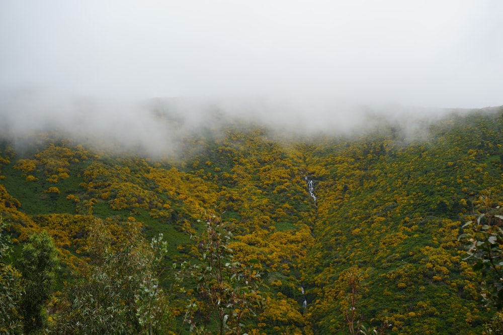 a lush green hillside covered in yellow flowers