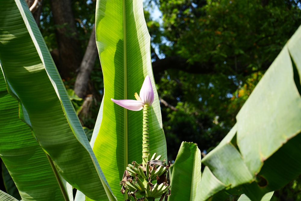 a pink flower is growing on a green plant