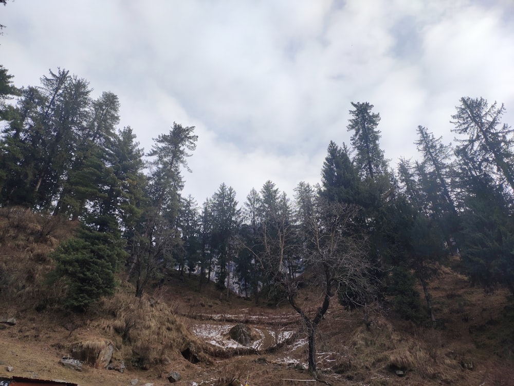 a dirt road surrounded by trees on a cloudy day