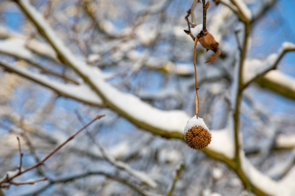 a snow covered tree branch with a seed hanging from it