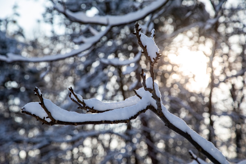 the sun is shining through the trees in the snow