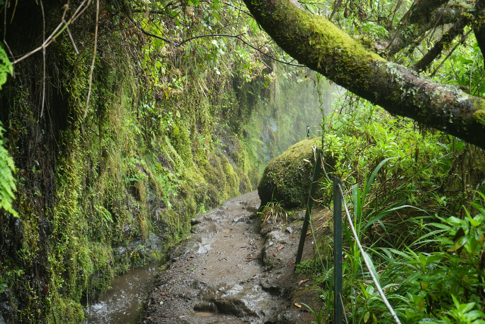 A narrow walking trail through lush, mossy forest on Madeira