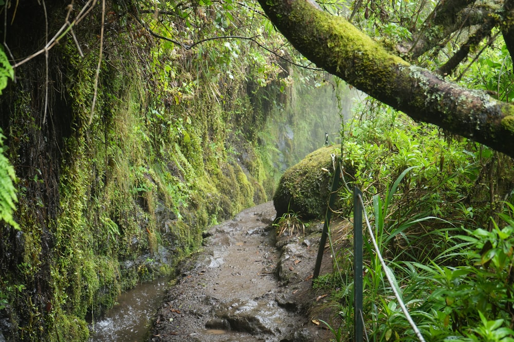 a stream running through a lush green forest