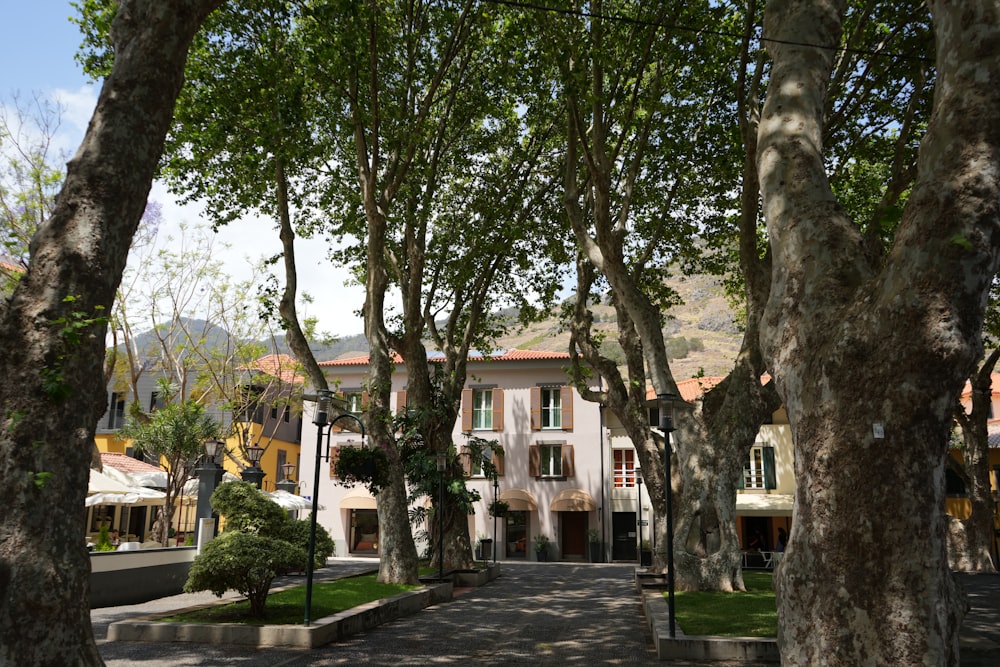 a tree lined street in a residential area