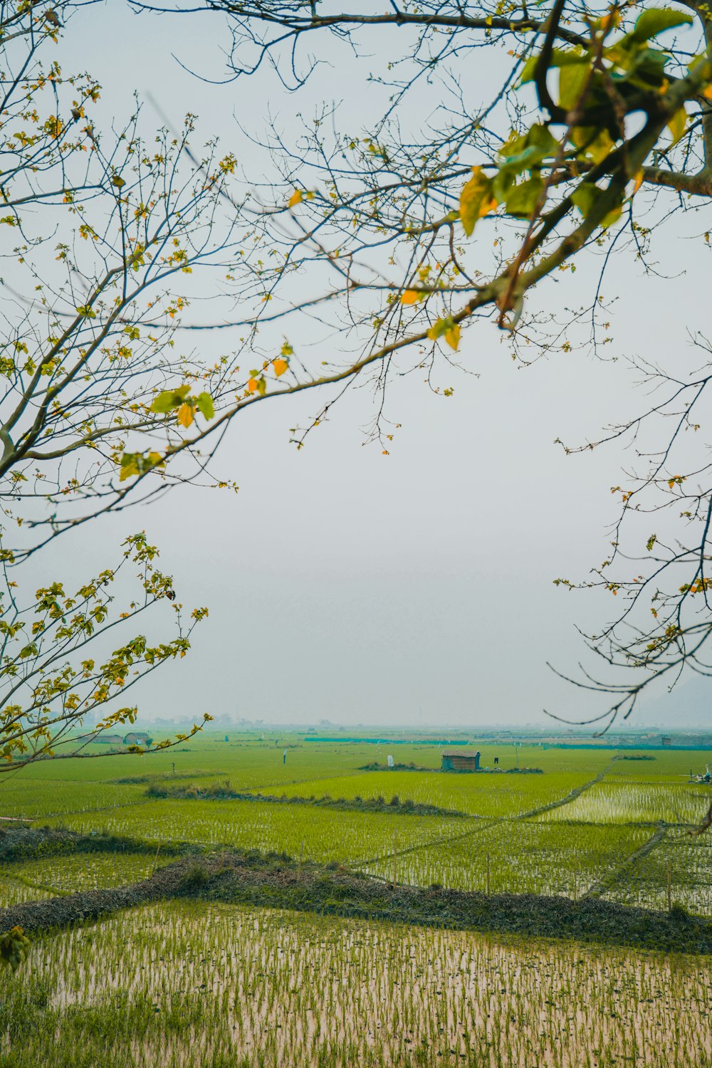 a view of a field from behind a tree