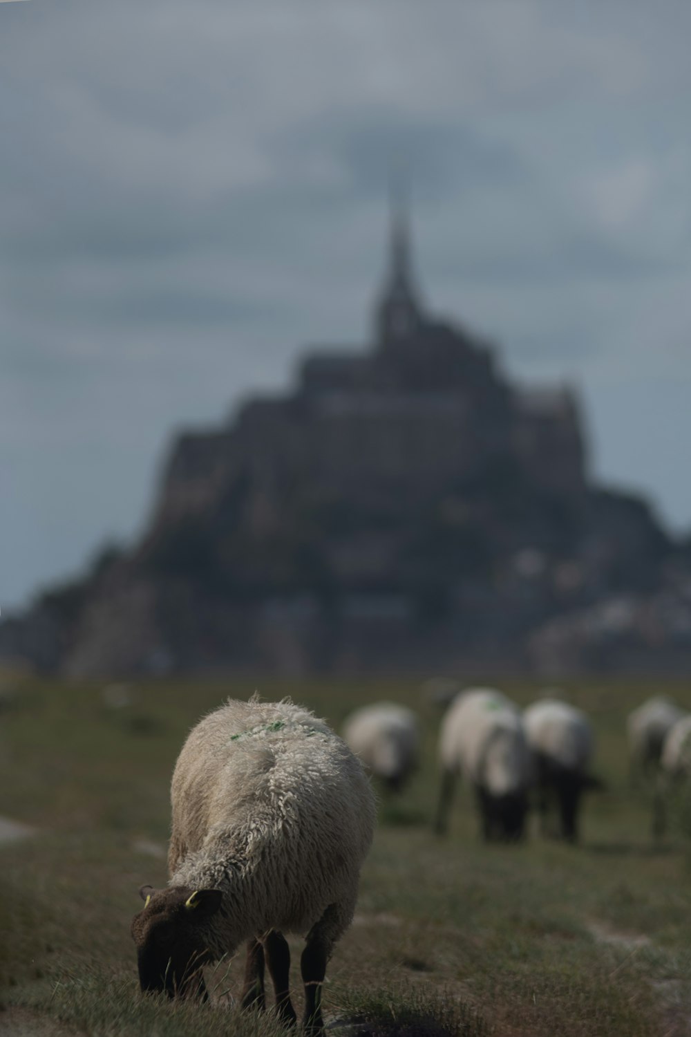 a herd of sheep grazing on a lush green field