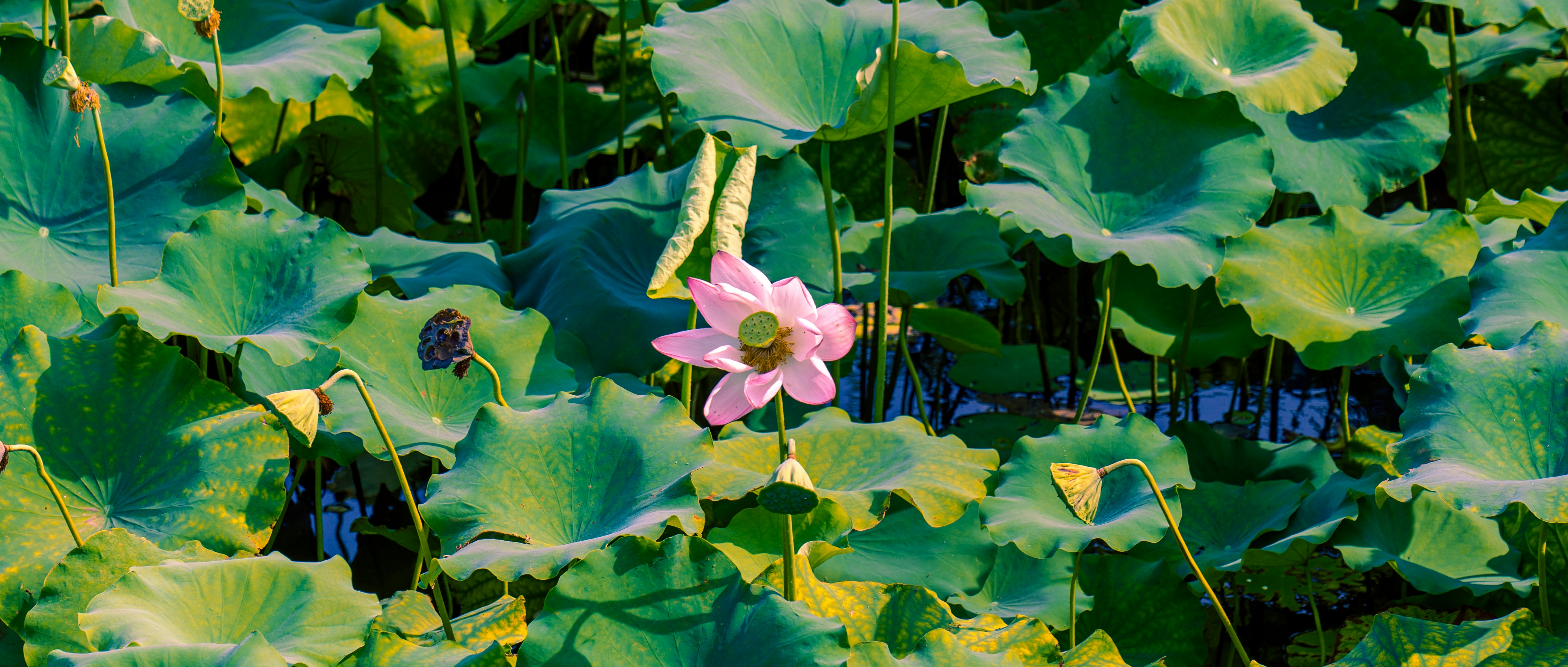a pink flower sitting on top of a lush green field