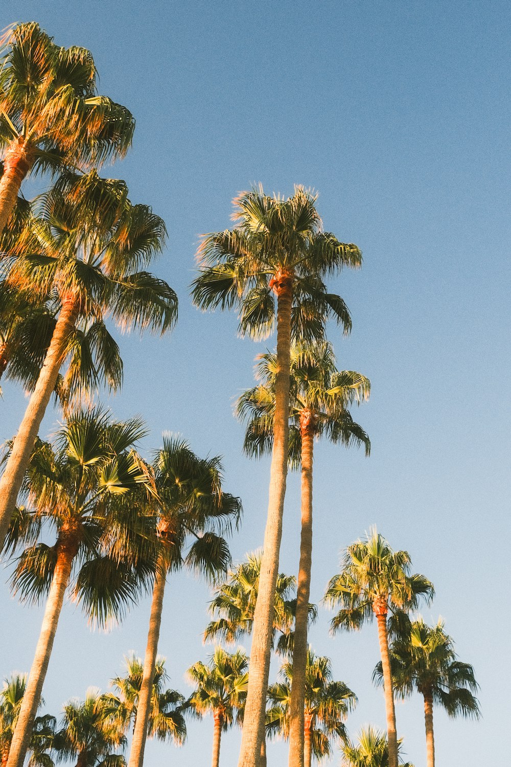 a group of palm trees with a blue sky in the background