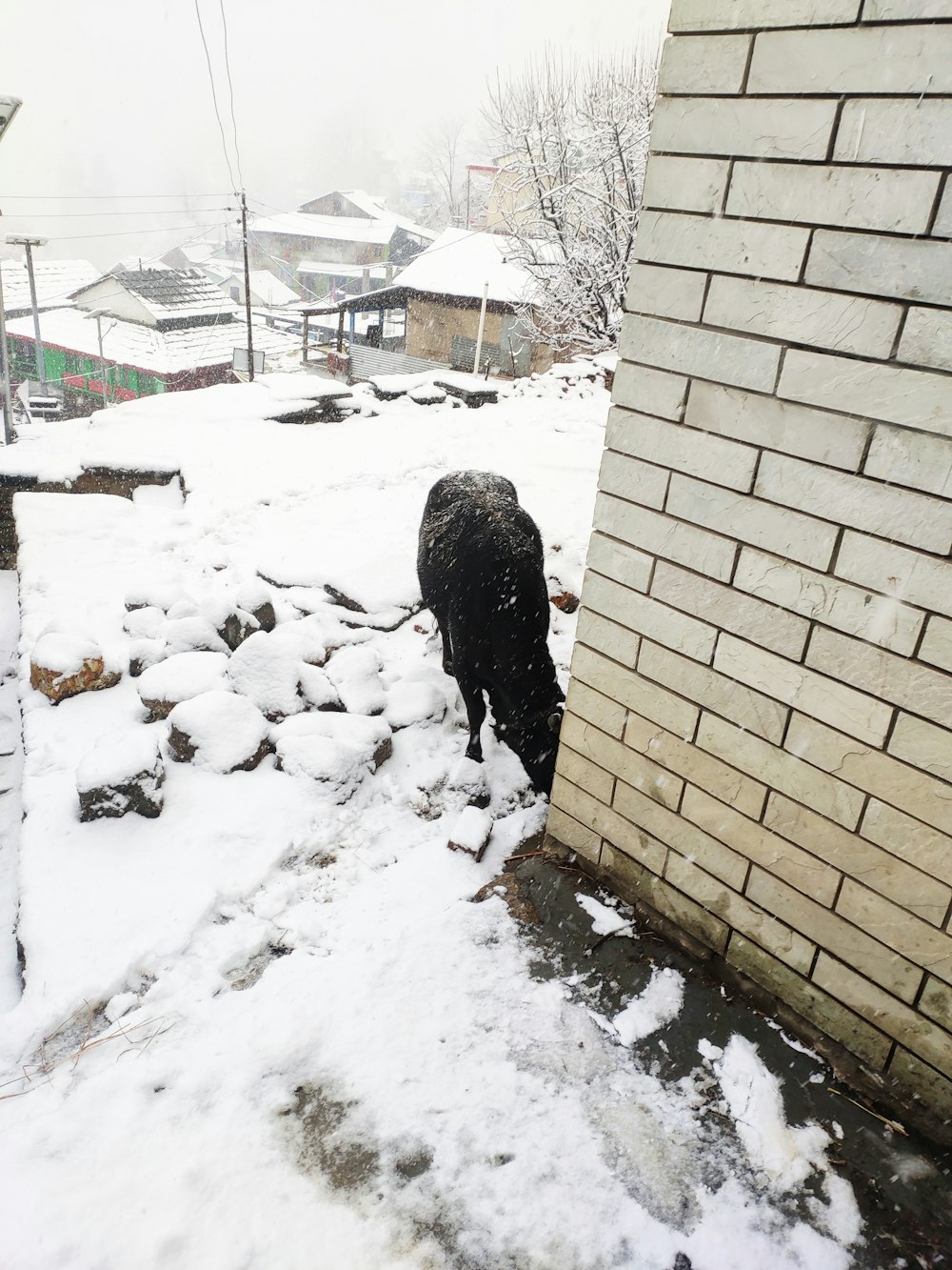 a black dog standing on top of snow covered ground