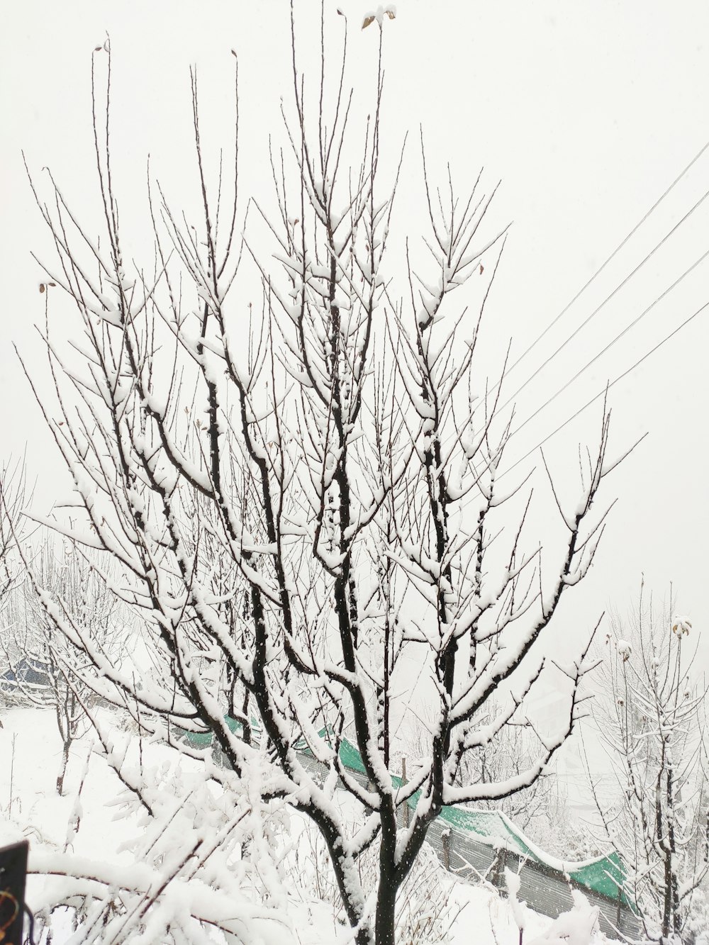 a tree with no leaves is covered in snow