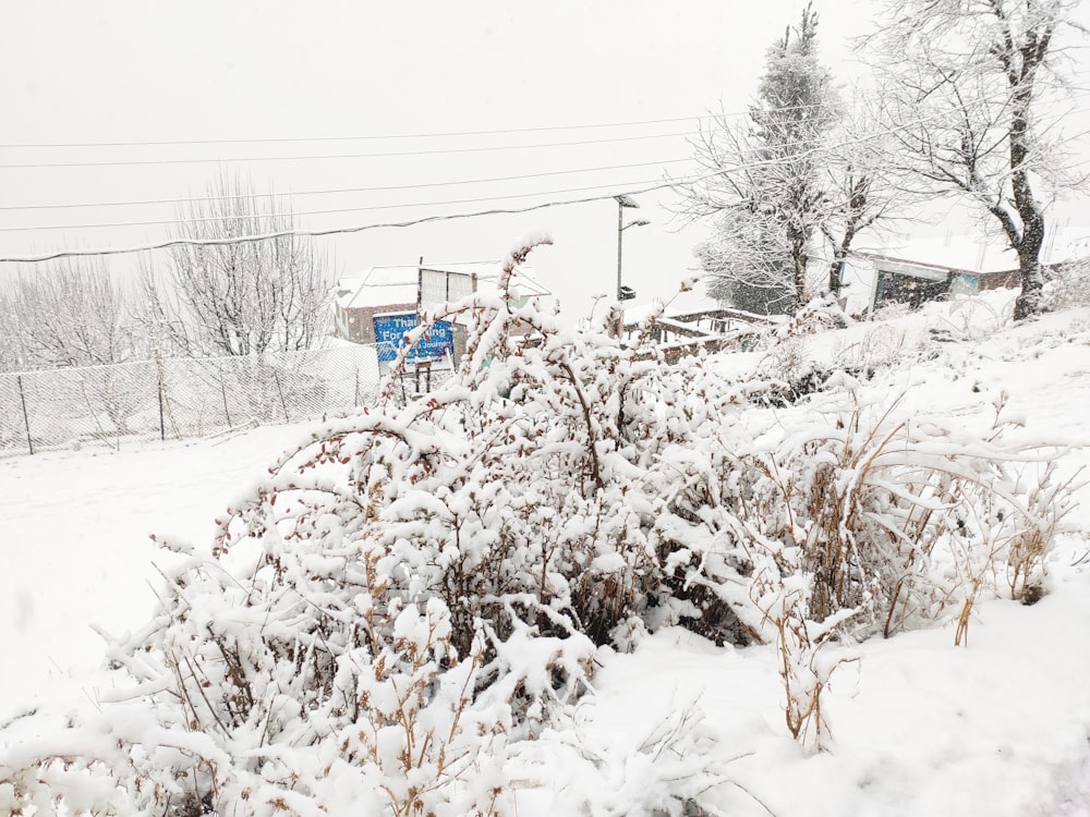 a bush covered in snow next to a fence