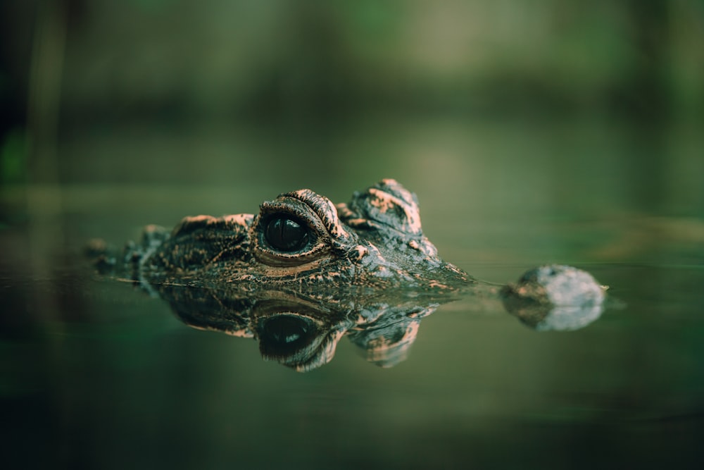 a close up of a small alligator in a body of water