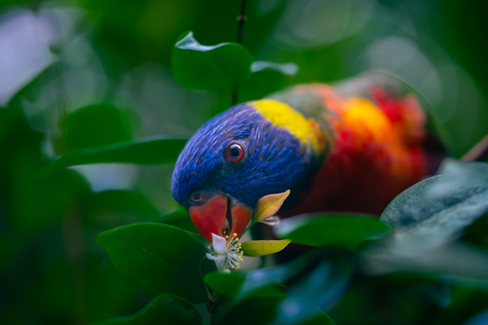 a colorful bird perched on top of a green leaf filled tree