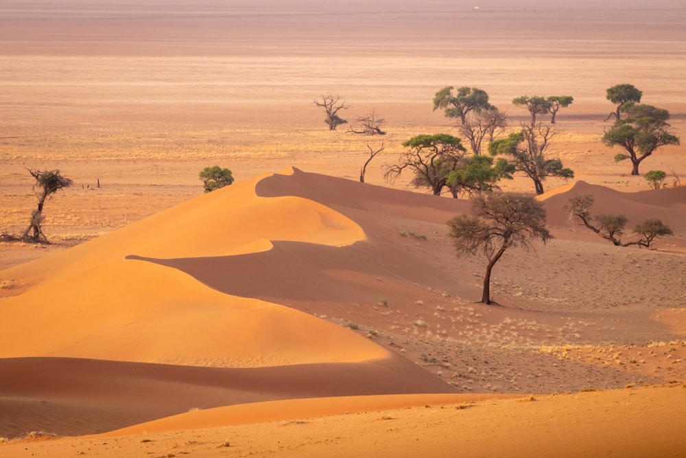 a group of trees in the middle of a desert