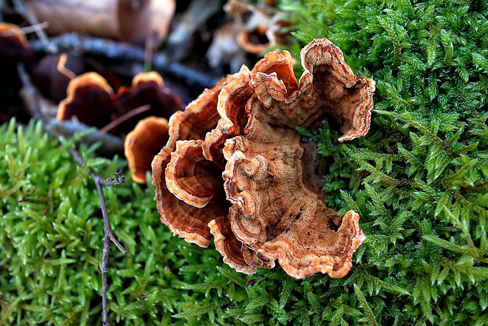 a close up of a bunch of mushrooms on a tree