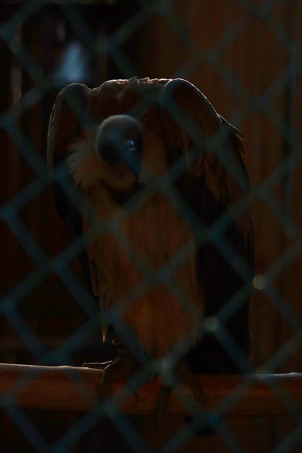 a close up of a bird behind a chain link fence