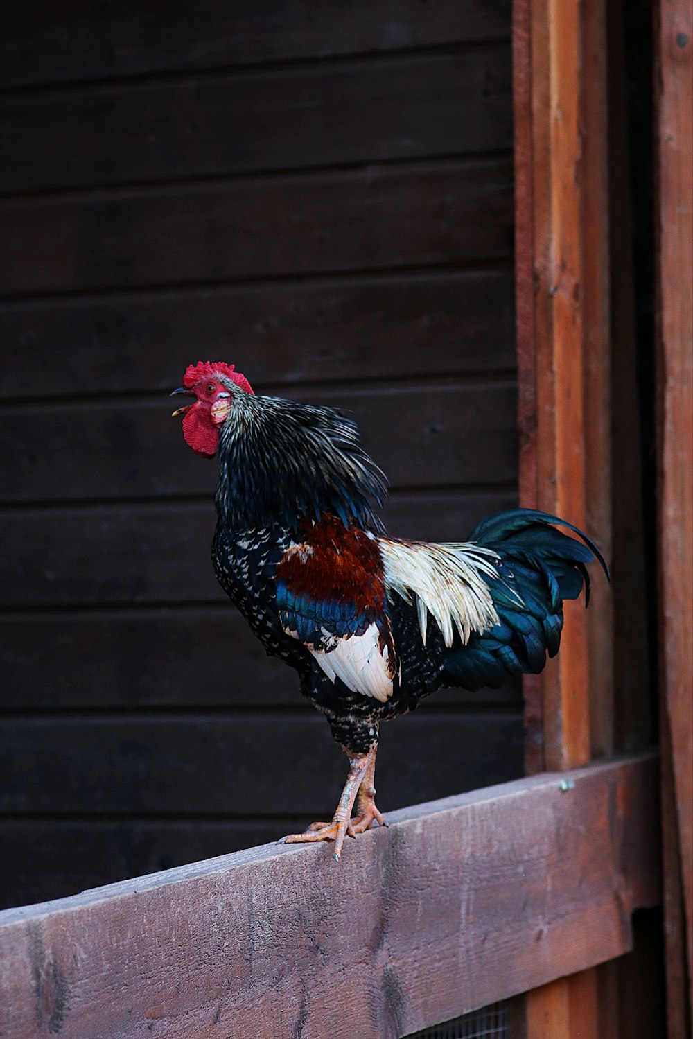 a rooster standing on top of a wooden fence