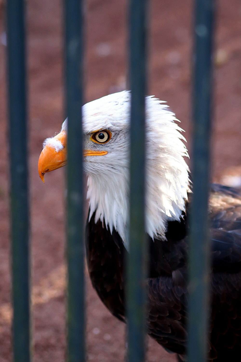 a bald eagle behind a fence looking at the camera