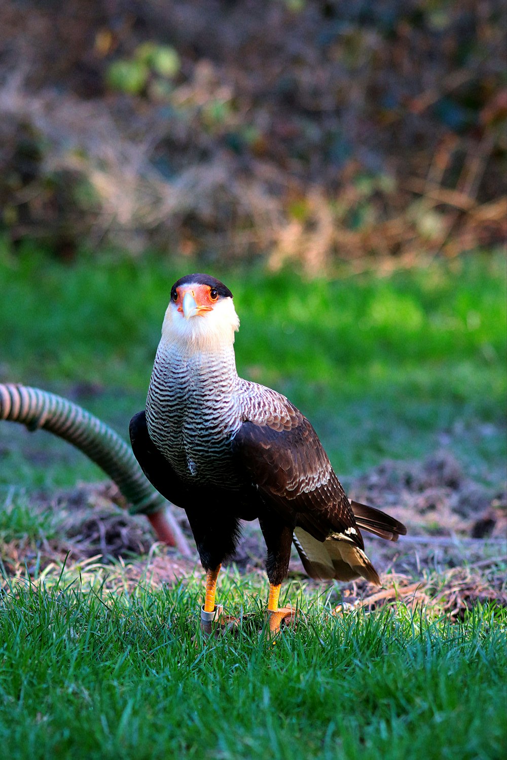 a bird standing on top of a lush green field