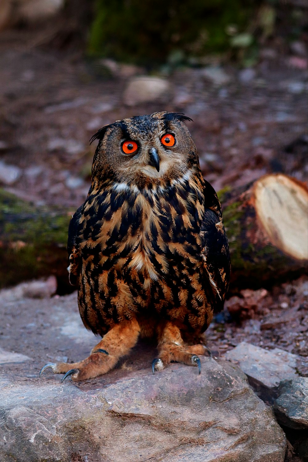 an owl with orange eyes sitting on a rock