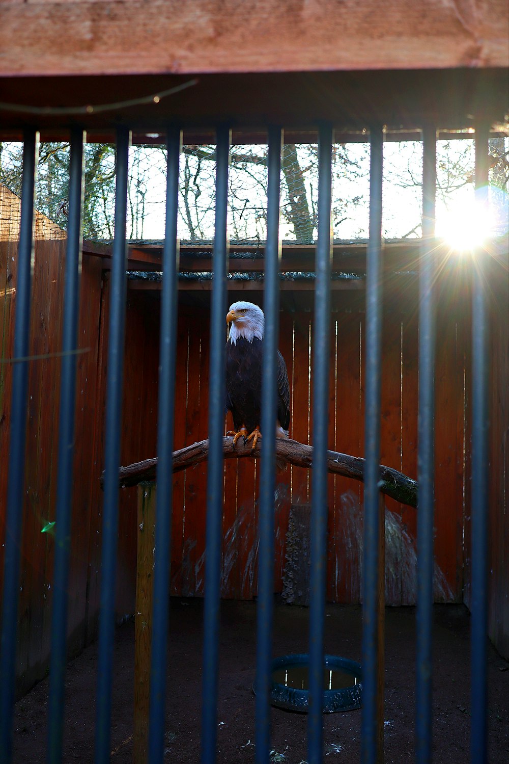 an eagle sitting on a tree branch in a cage