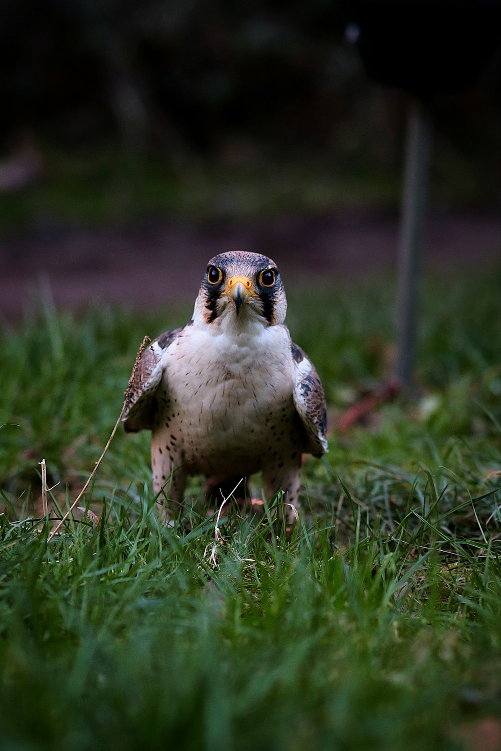 a small bird standing on top of a lush green field