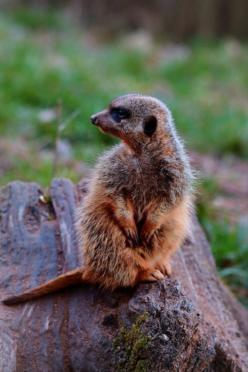 a small animal sitting on top of a log