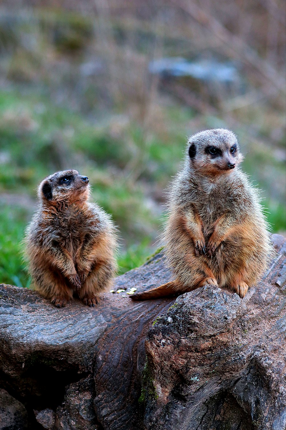 two meerkats are sitting on a log