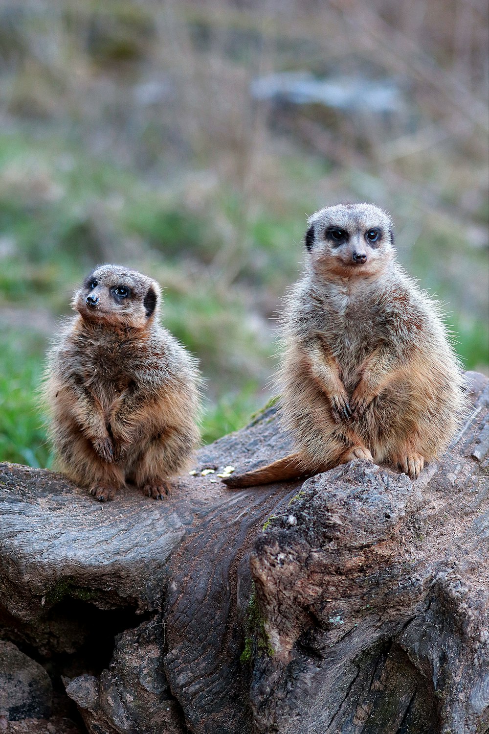 two small meerkats sitting on a rock