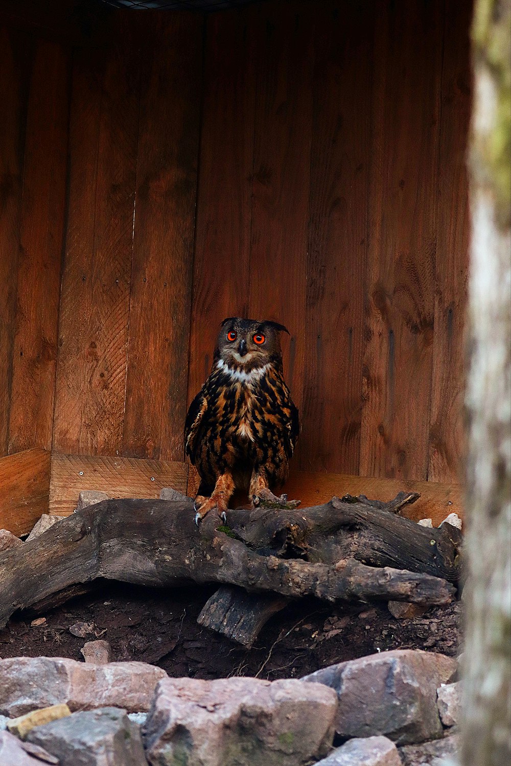 an owl sitting on top of a pile of wood