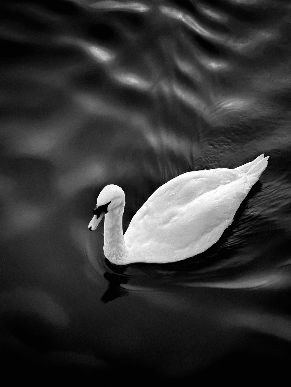 a white swan floating on top of a body of water