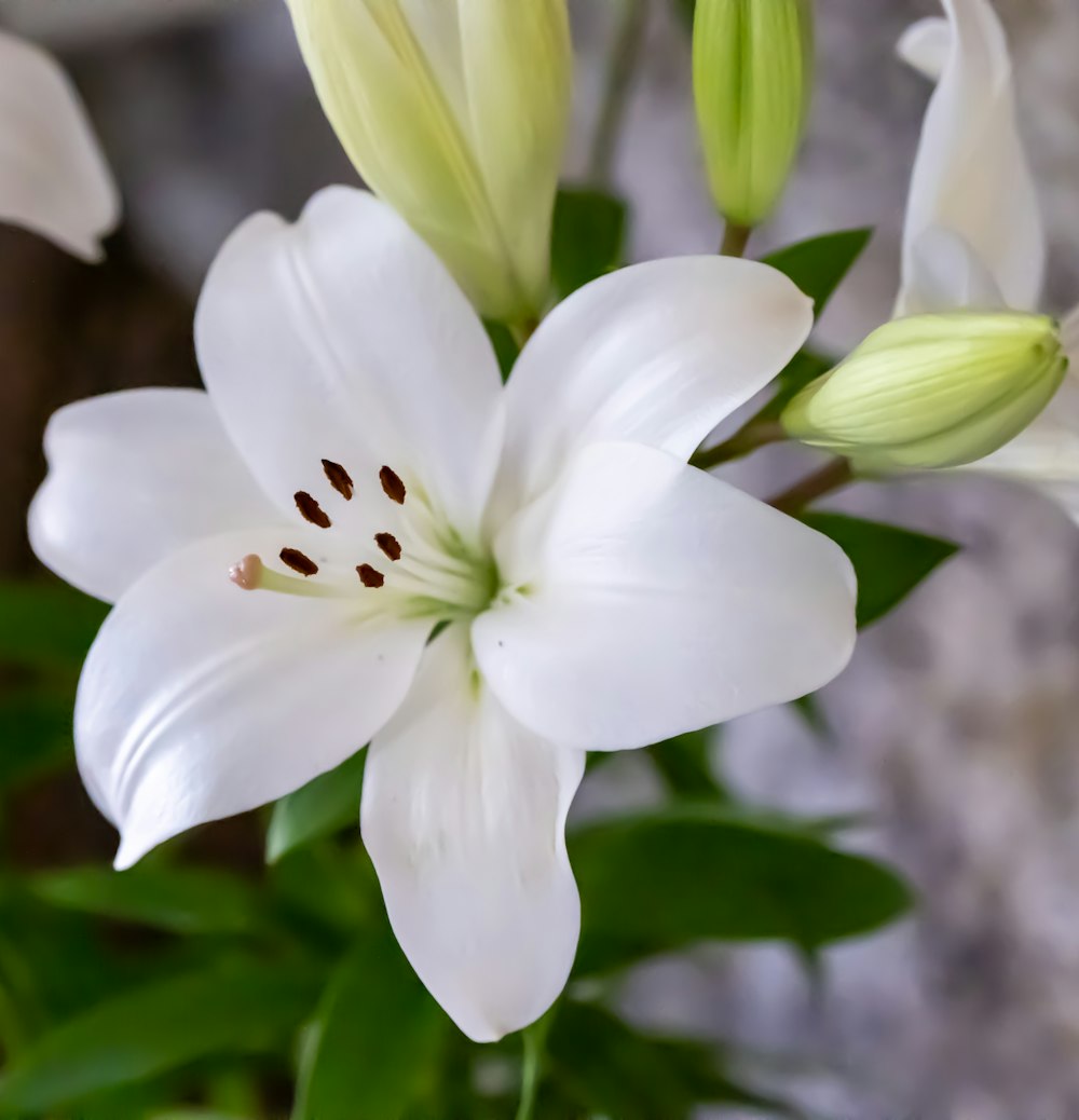 a close up of a white flower with green leaves