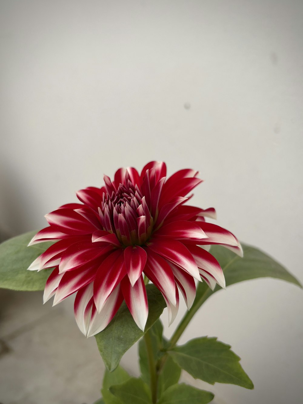 a red and white flower with green leaves