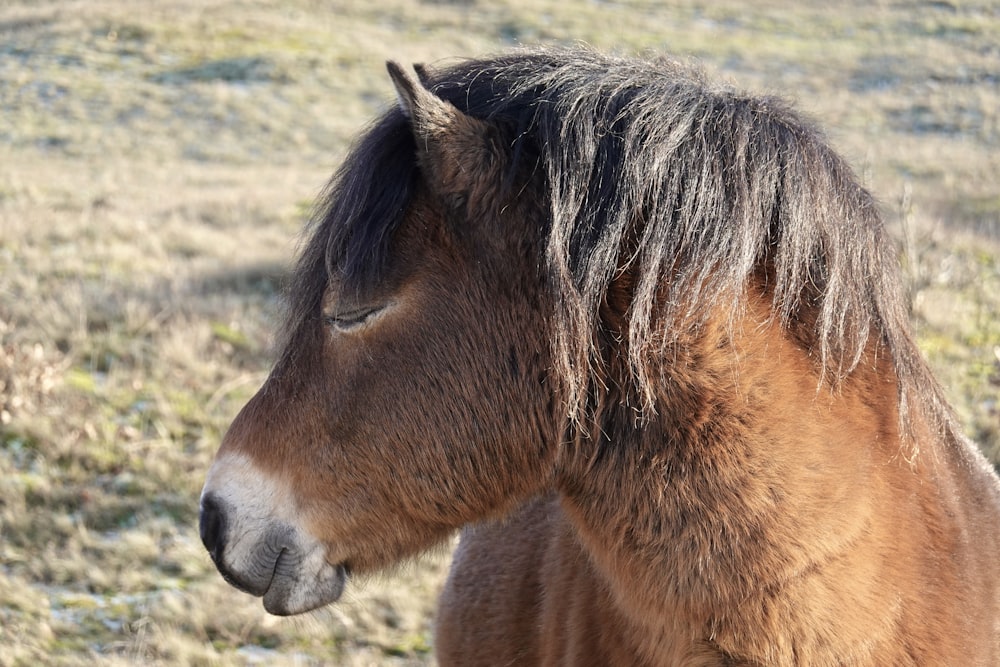 a brown horse standing on top of a grass covered field