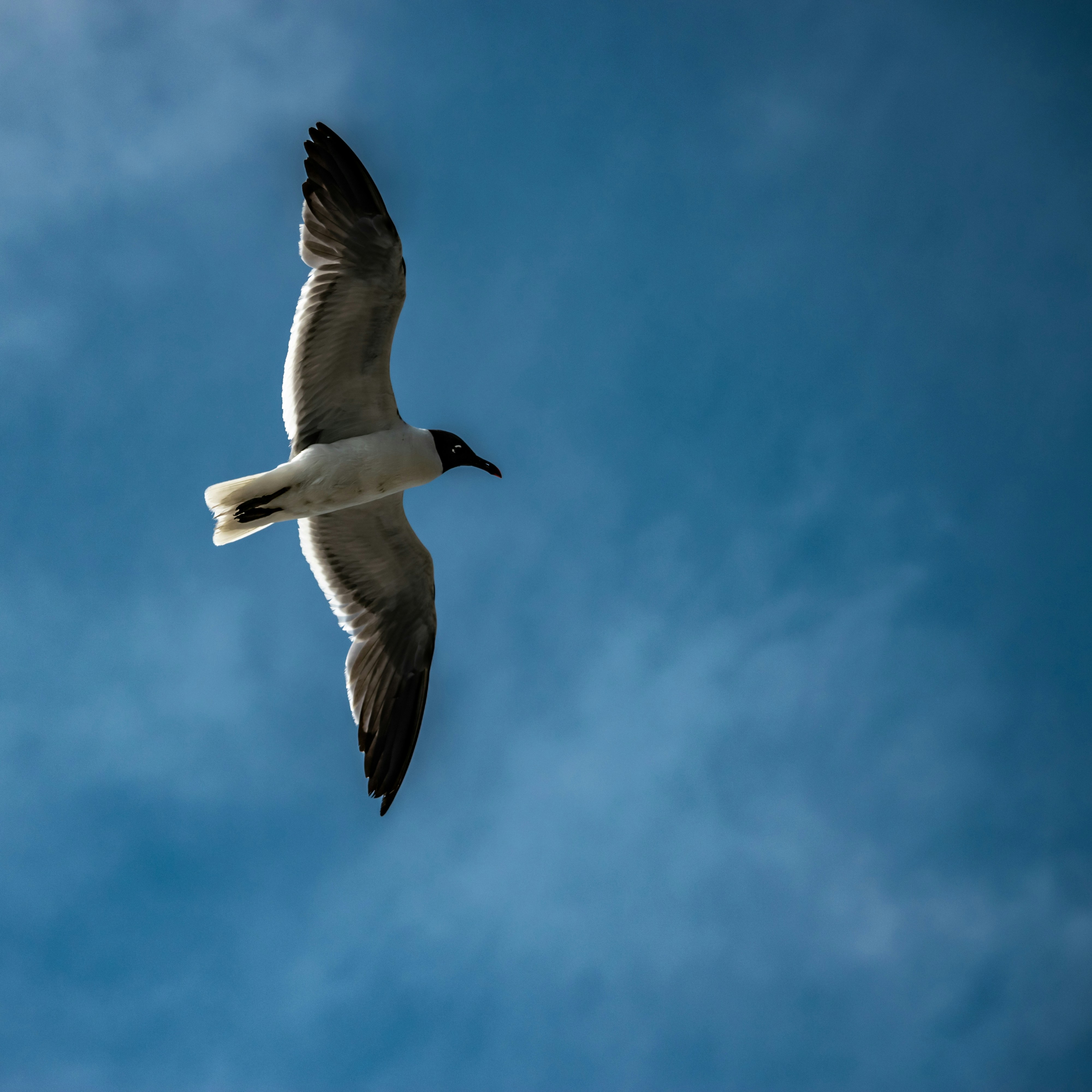 Photo by neal_easterling