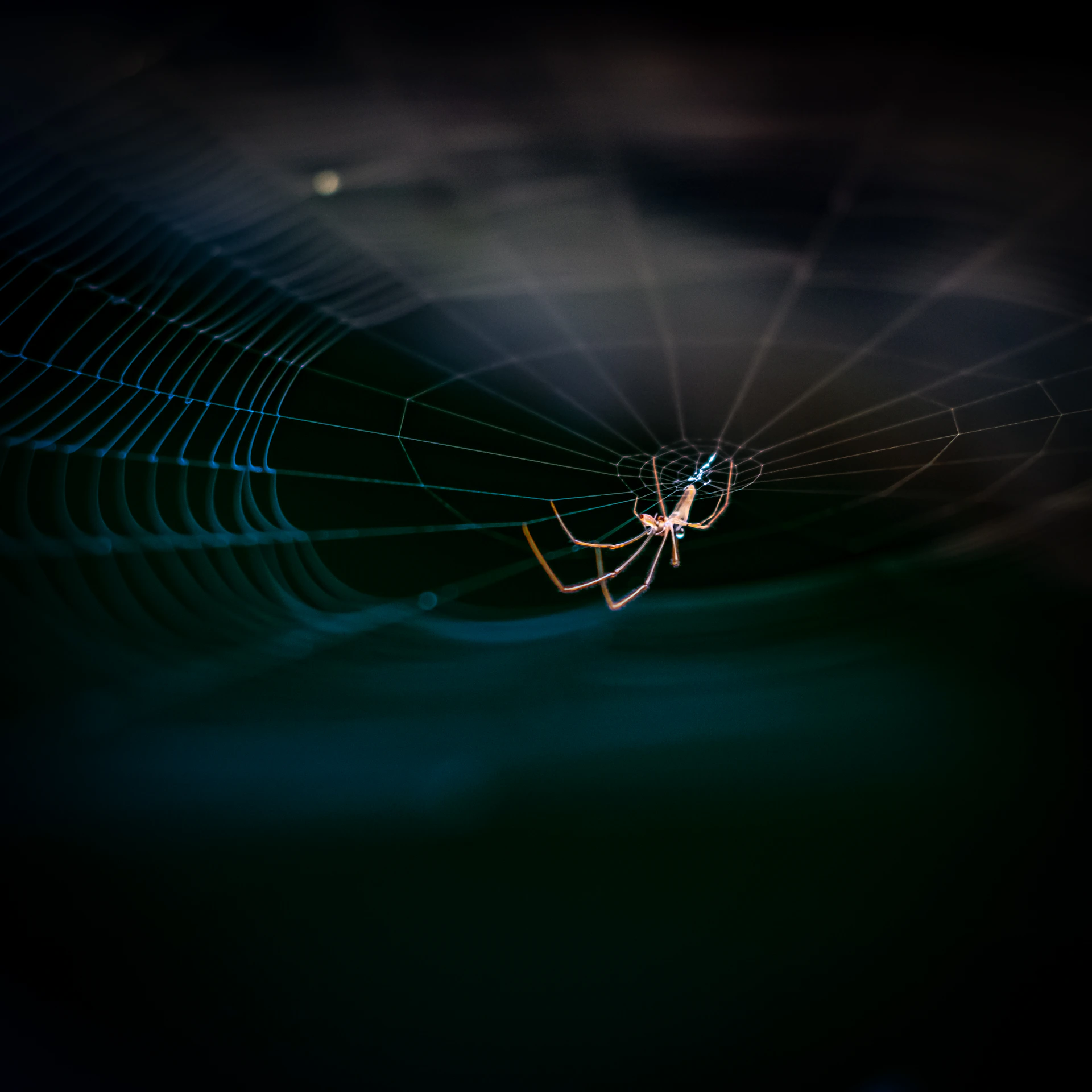 a close up of a spider on its web