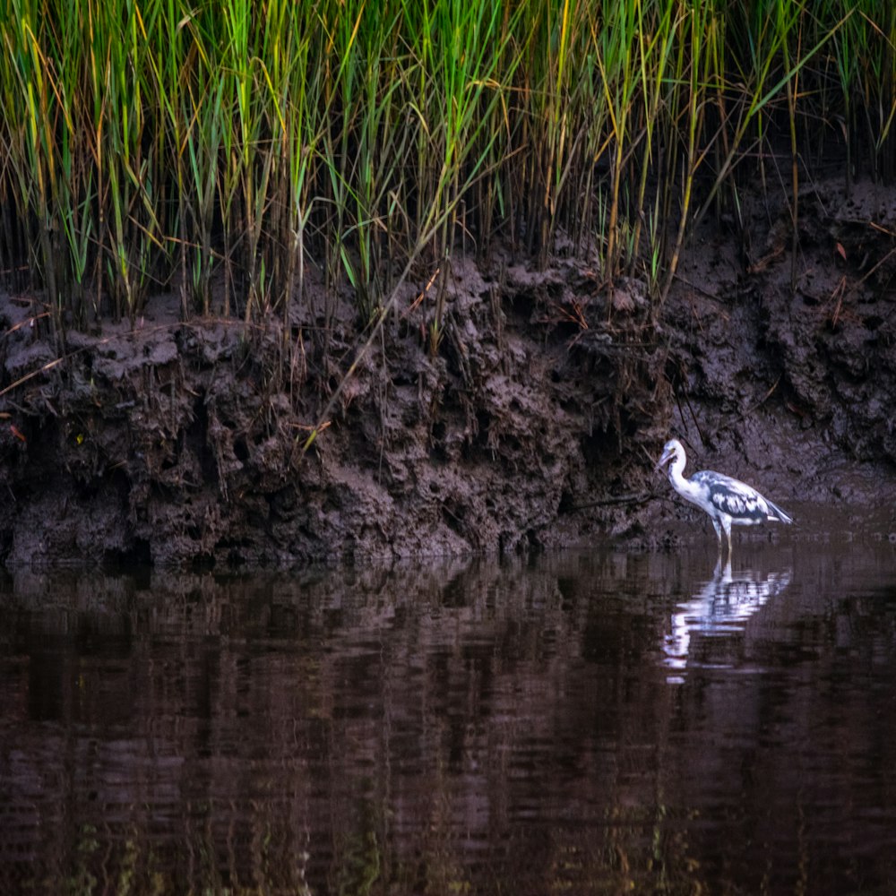 a bird standing in a body of water next to tall grass