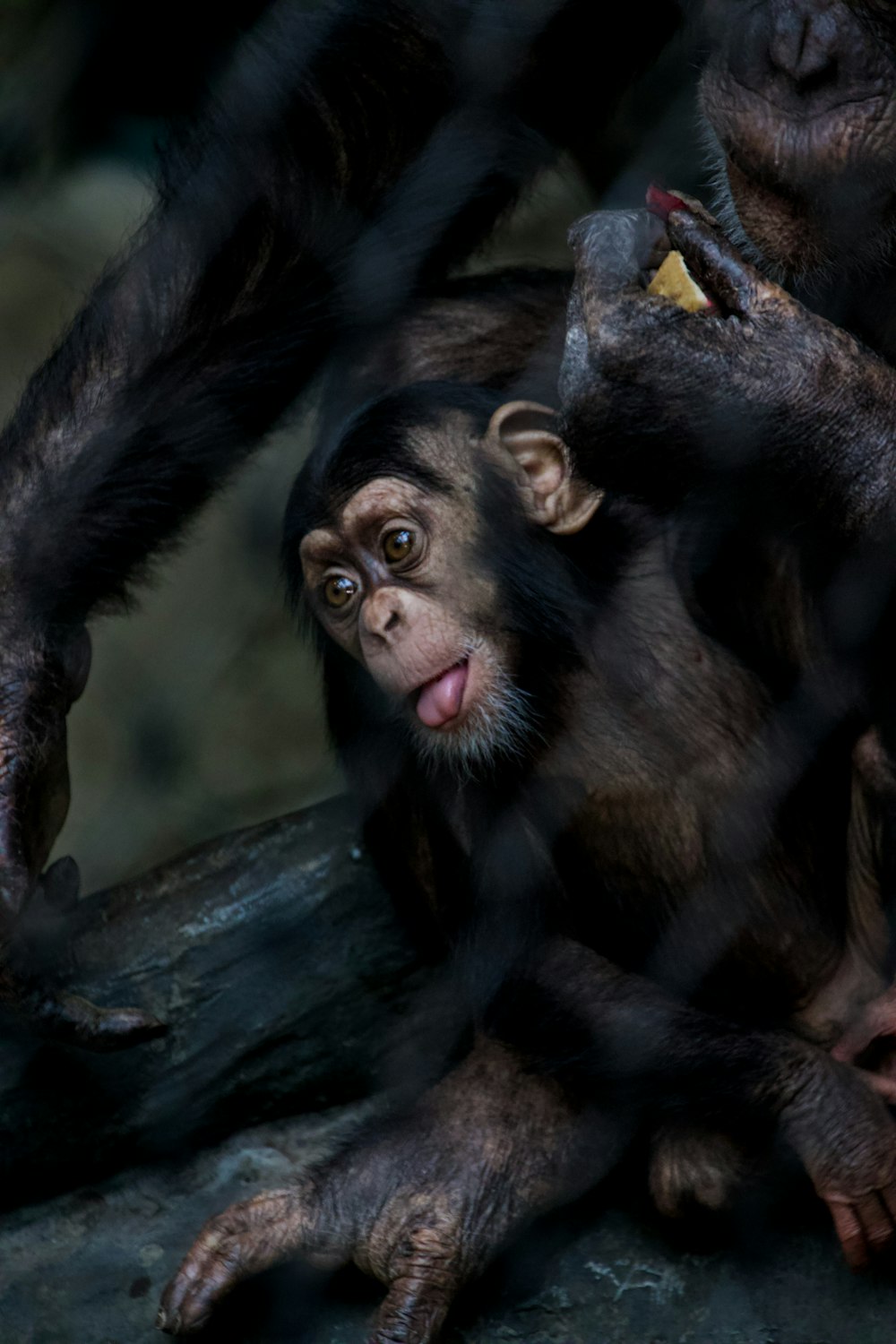 a monkey sitting on top of a tree branch